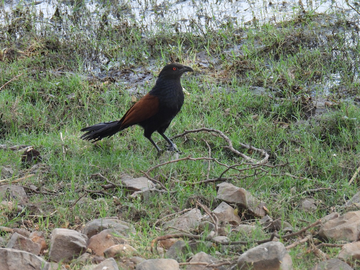Greater Coucal - ML633600878