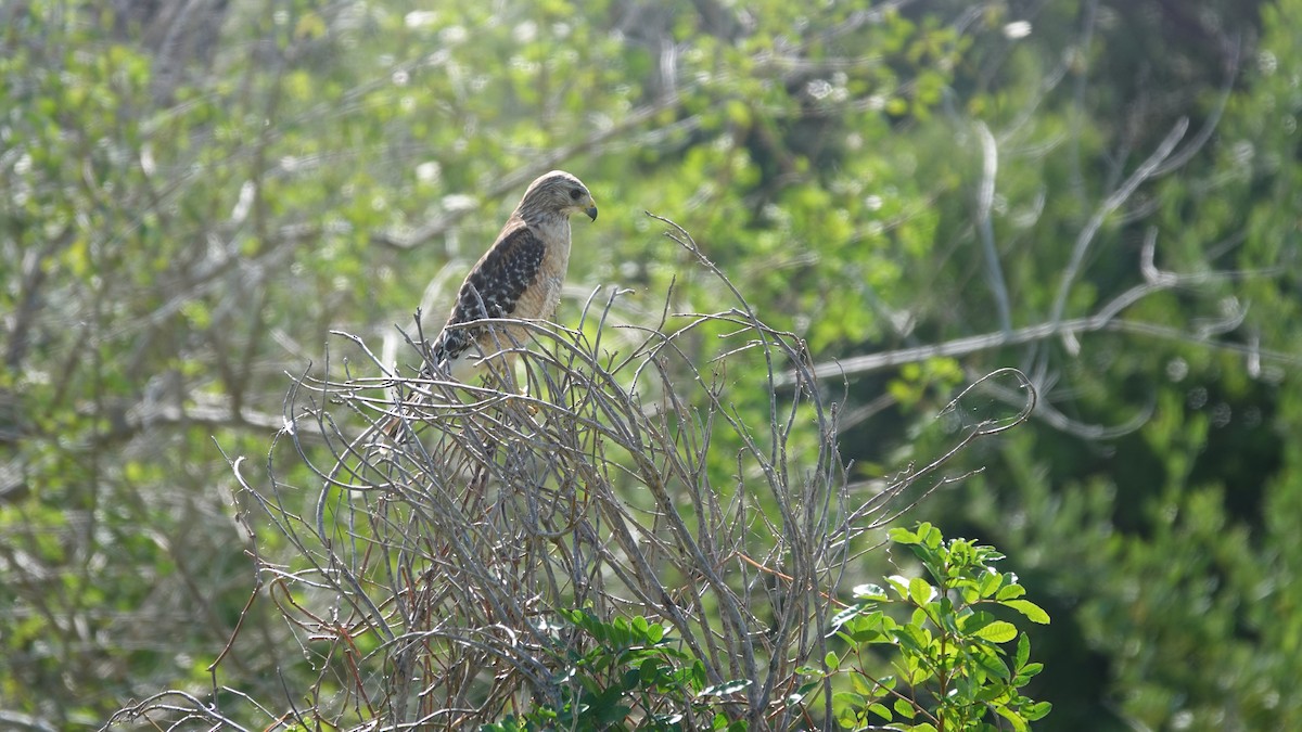 Red-shouldered Hawk - ML633600884