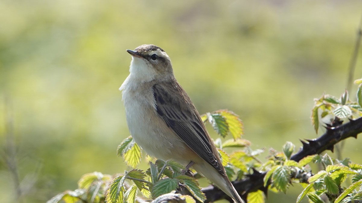 Sedge Warbler - ML633600894