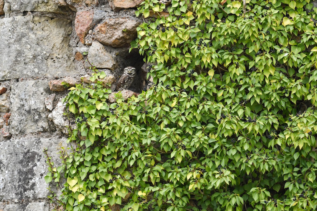 Хотны бүгээхэй - ML633600895