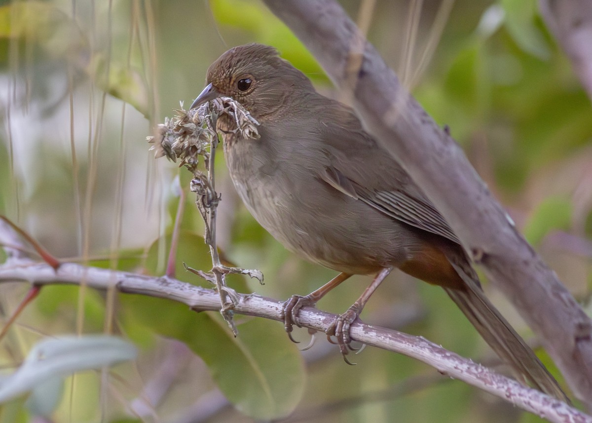 California Towhee - ML633600896