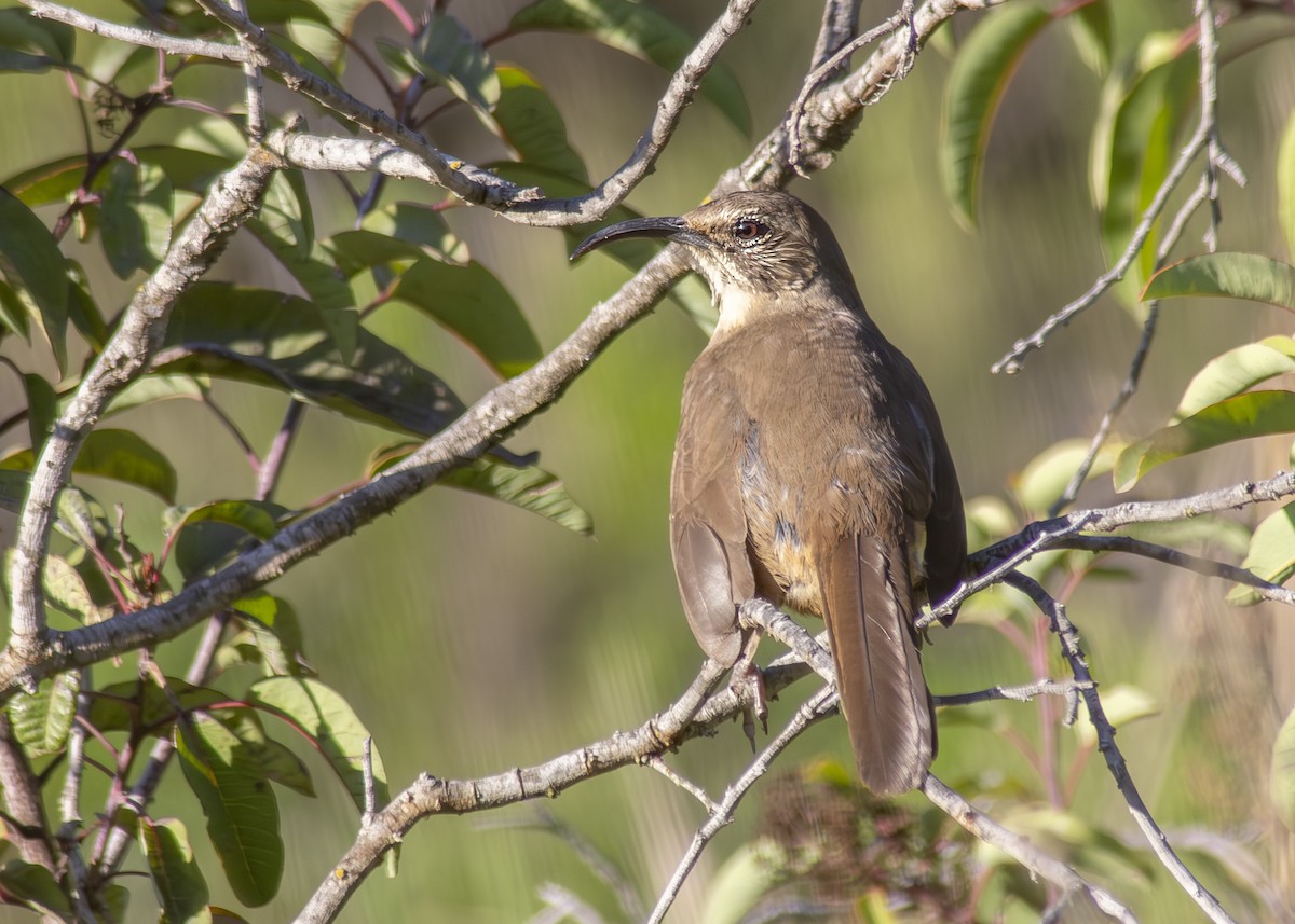 California Thrasher - ML633600902