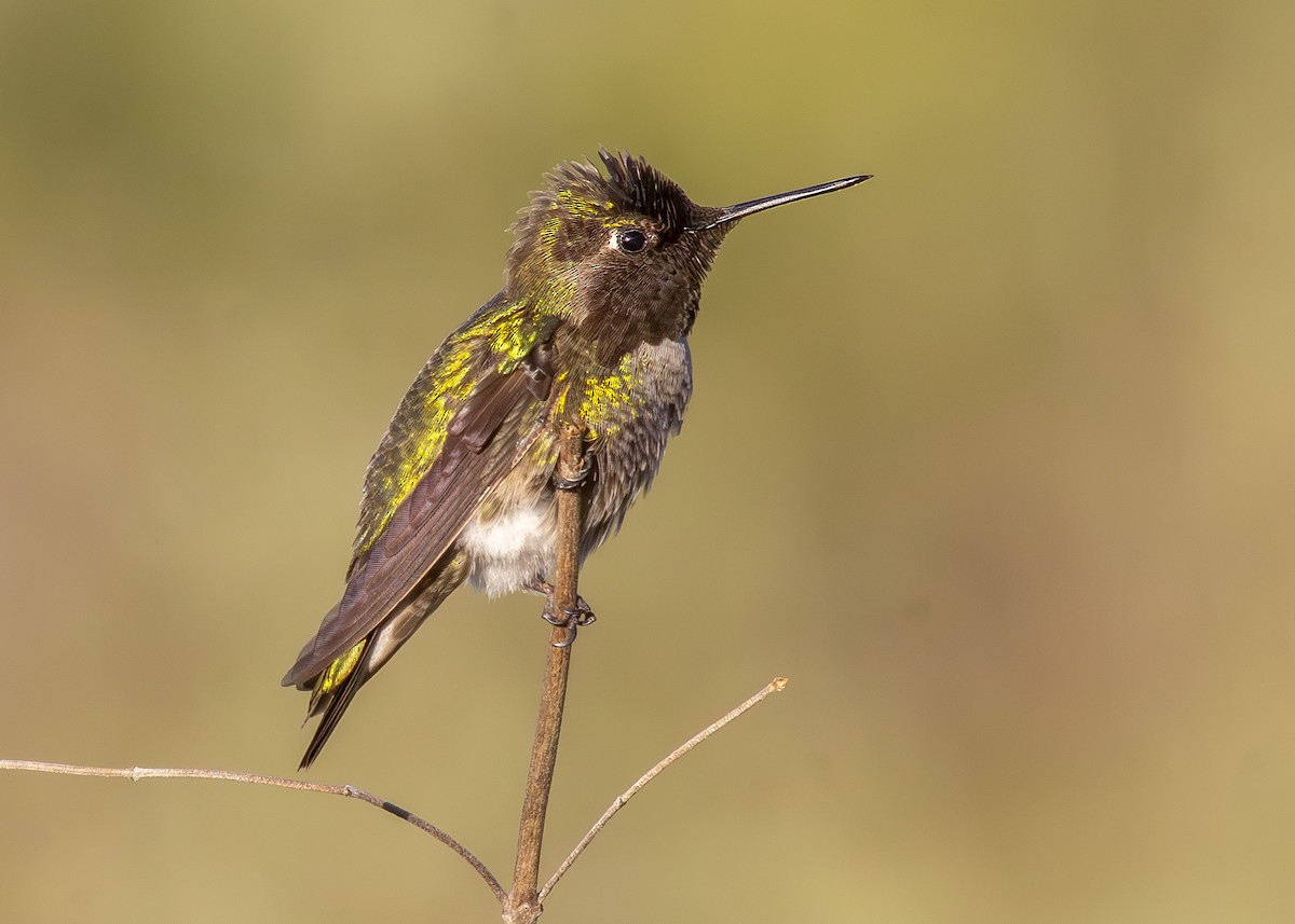 Anna's Hummingbird - ML633600921