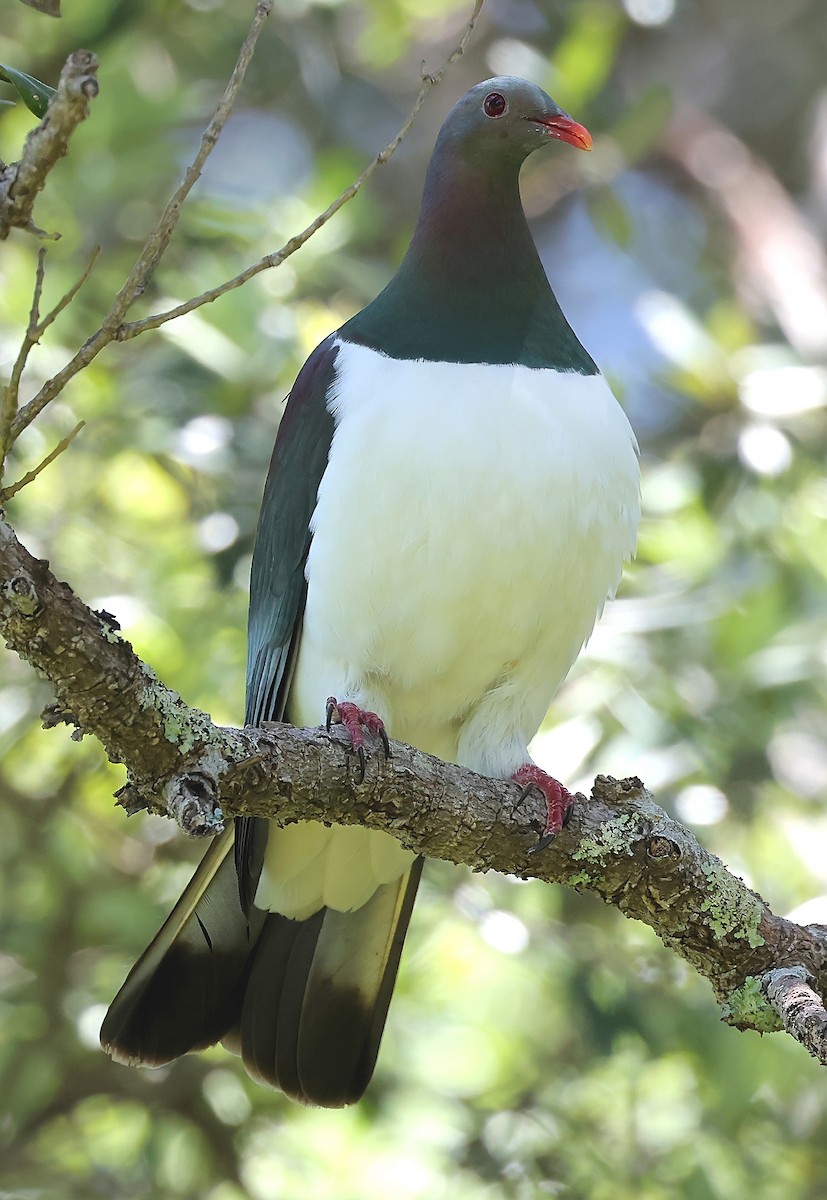 New Zealand Pigeon - ML633601020