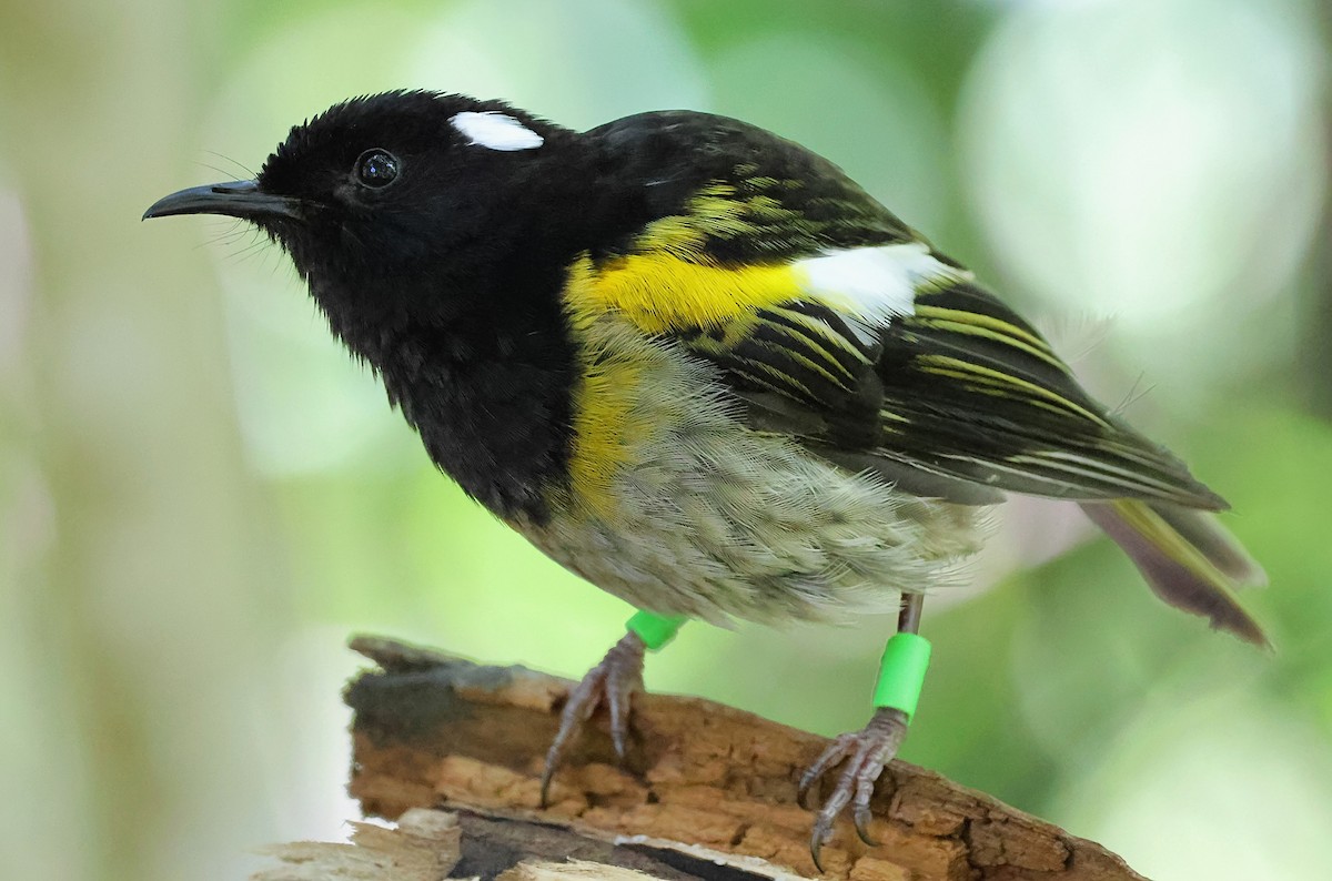Stitchbird - ML633601025