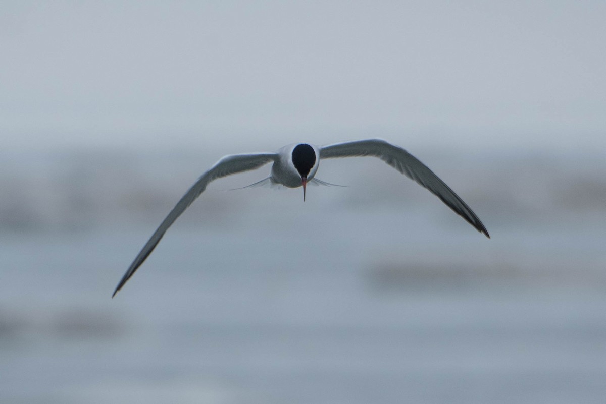 Sterna comune - ML633601080