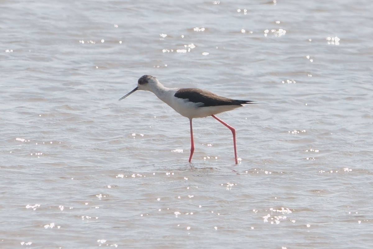 Black-winged Stilt - ML633601095
