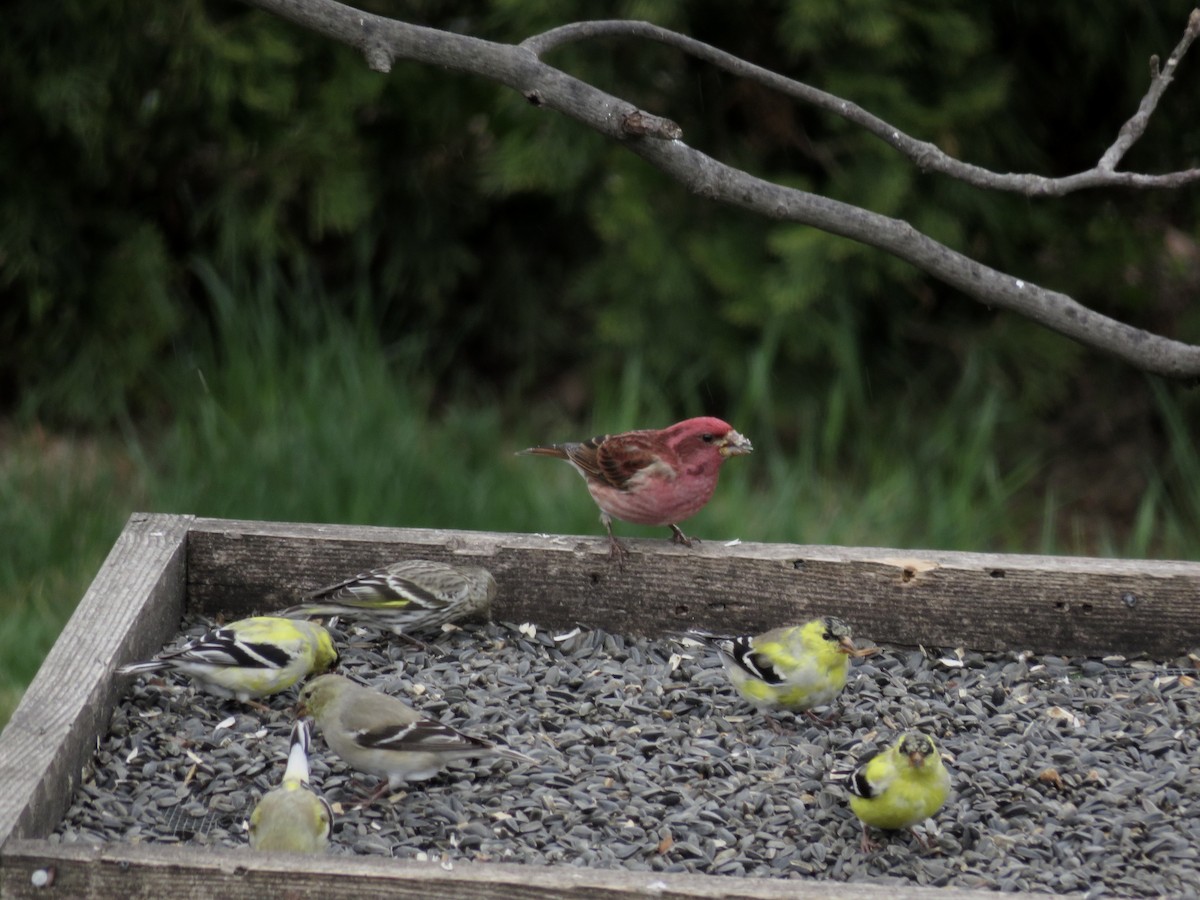 Purple Finch - ML633601114