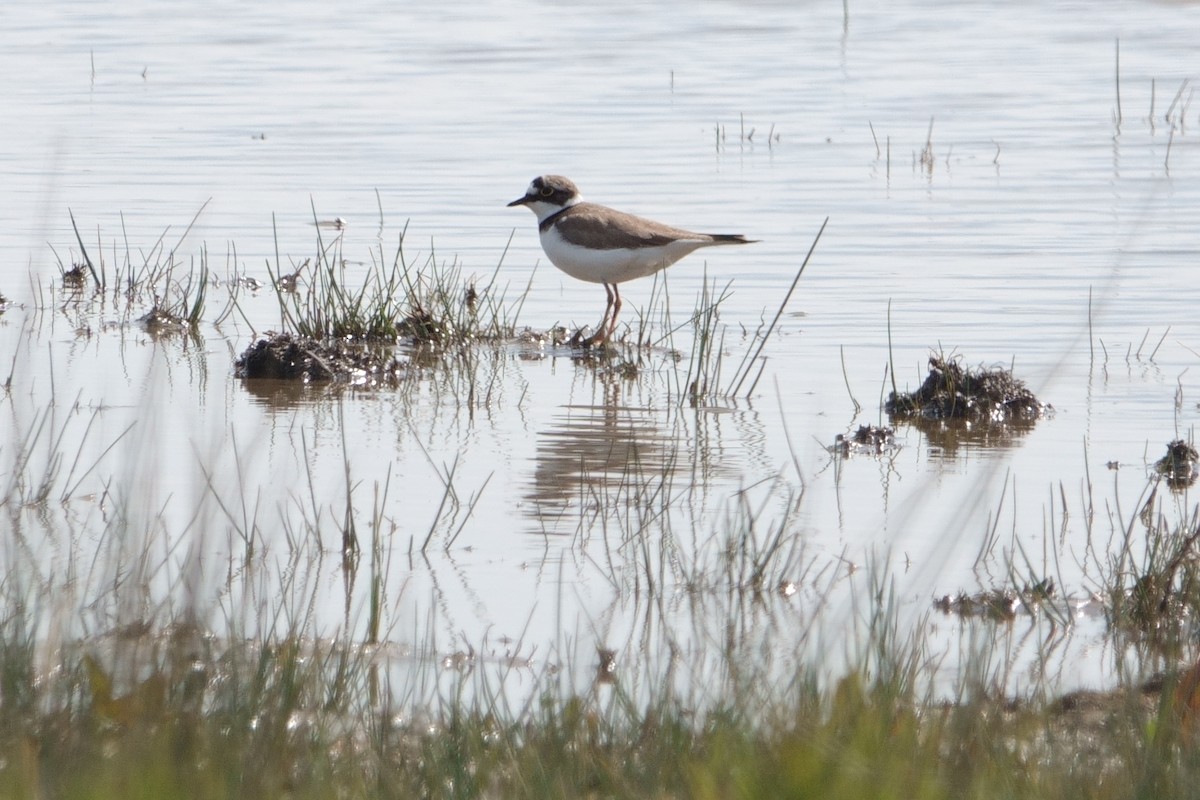 Little Ringed Plover - ML633601132