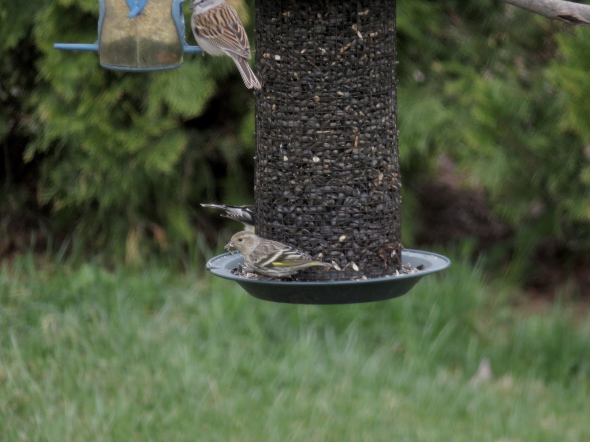 Pine Siskin - ML633601138