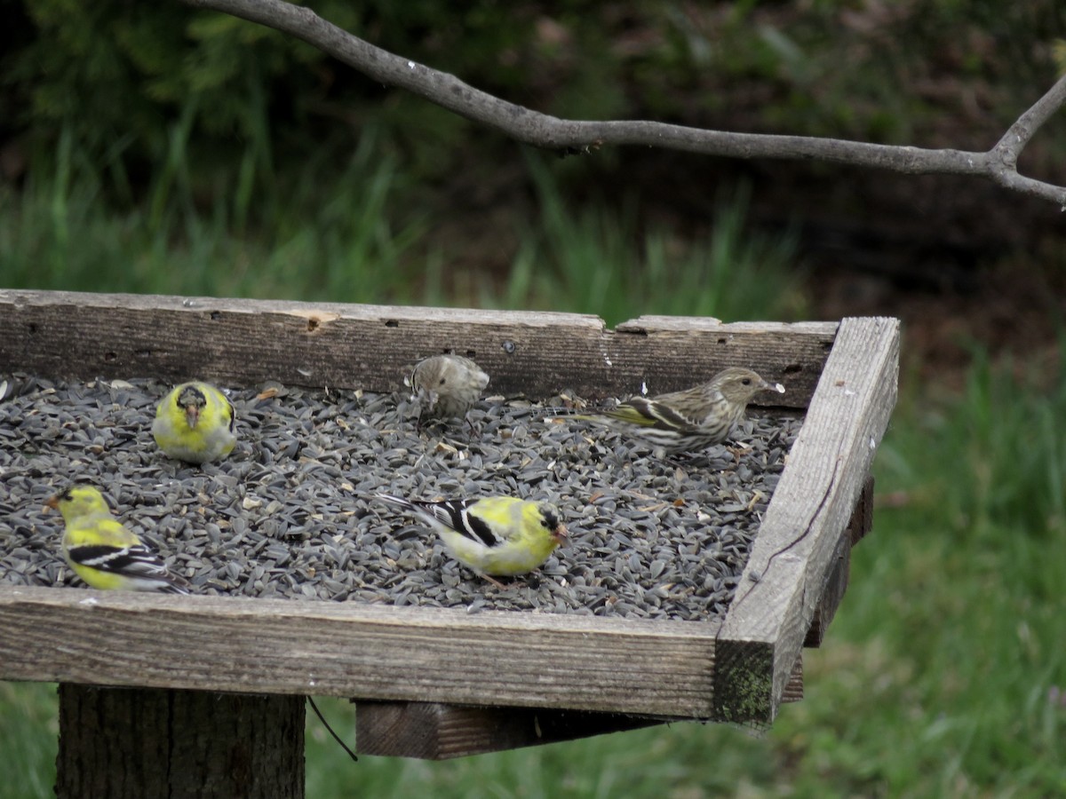 Pine Siskin - ML633601139