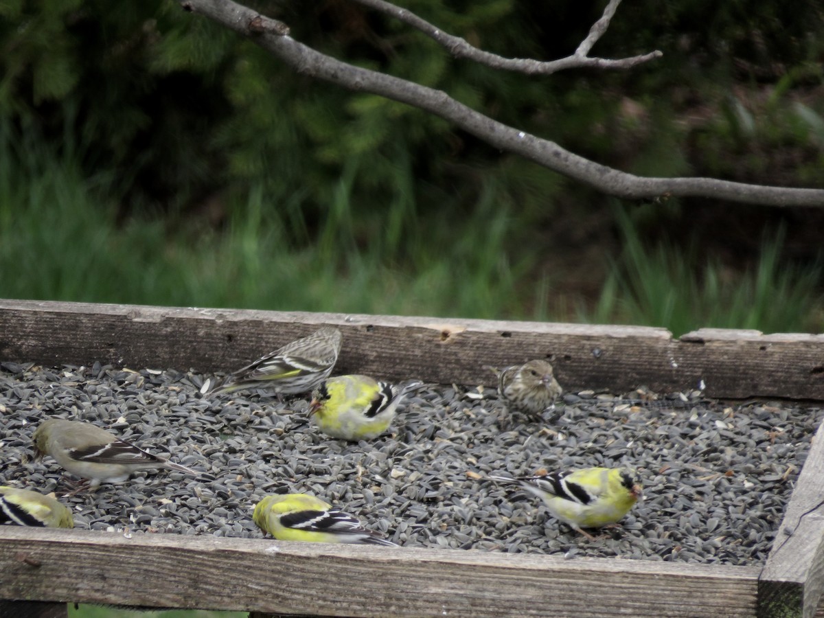 Pine Siskin - ML633601140