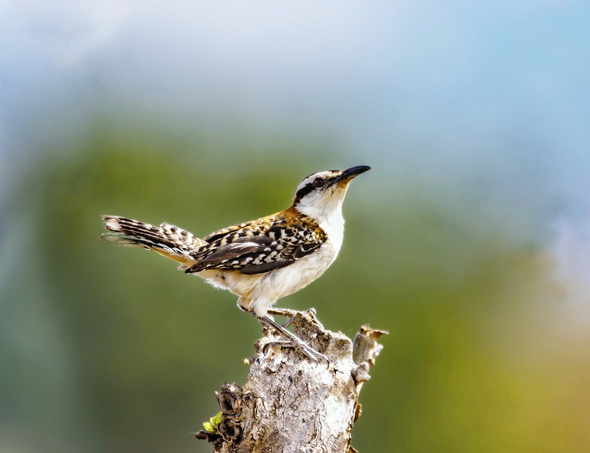 Rufous-backed Wren - ML633601323