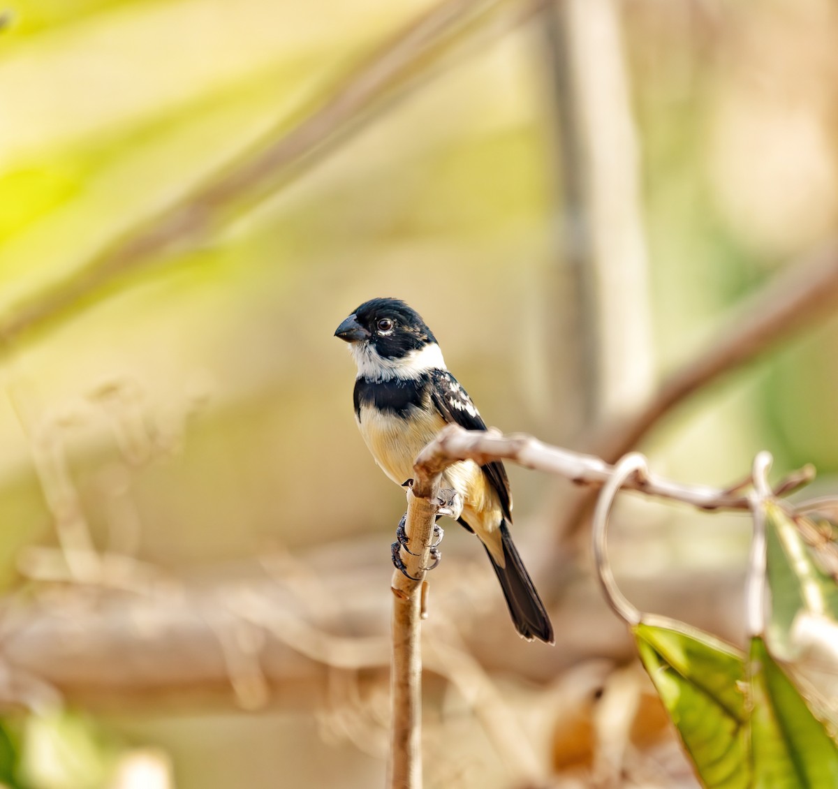 Morelet's Seedeater - ML633601552