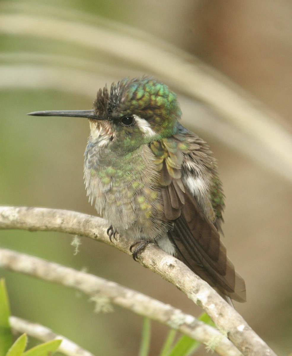 White-throated Mountain-gem - ML633601700