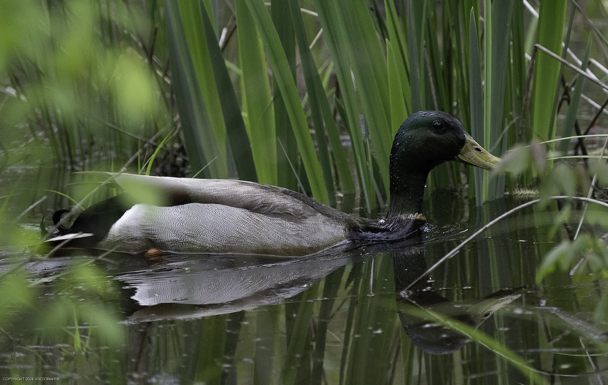 Mallard - ML633601711