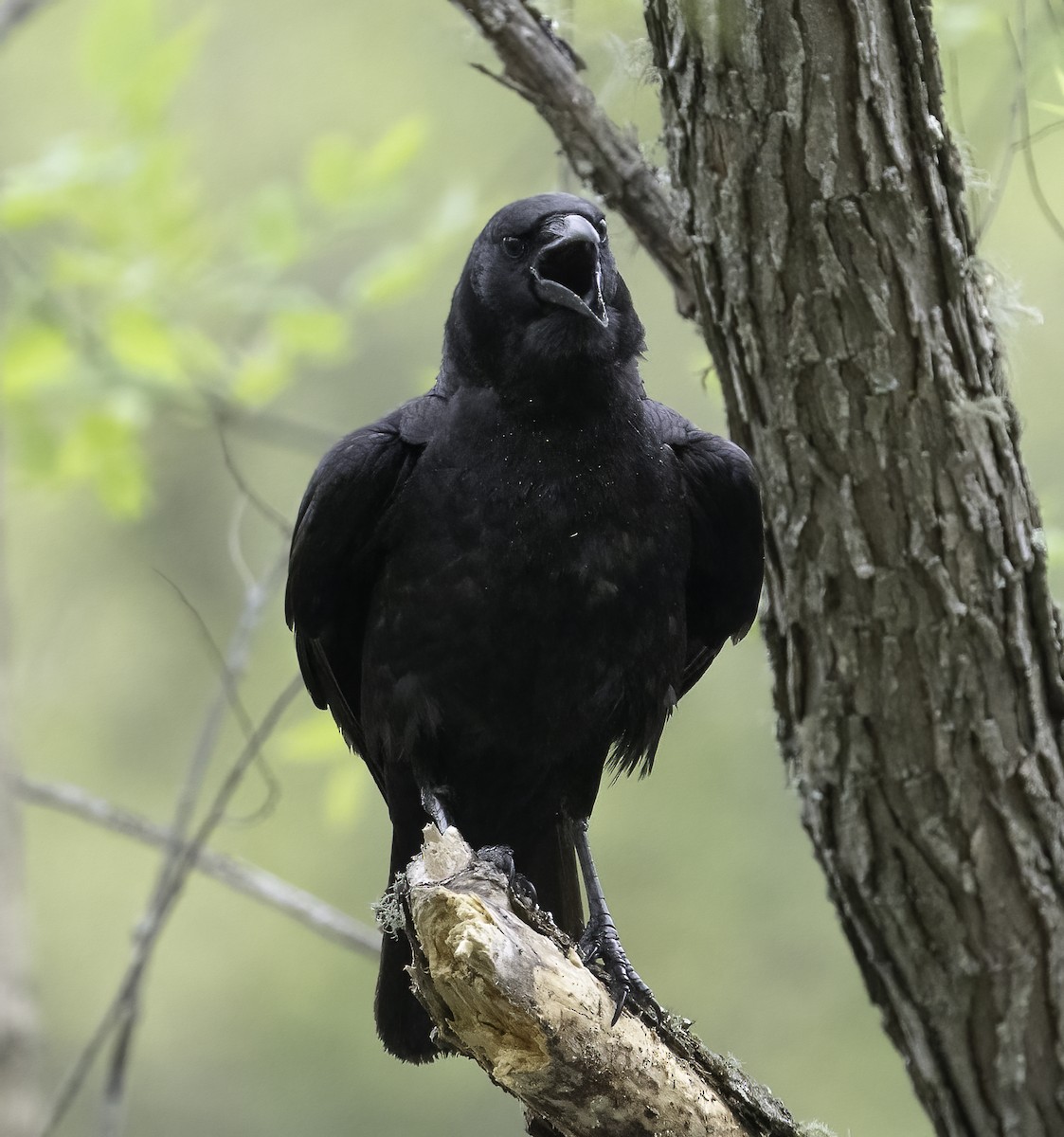 American Crow - ML633601770