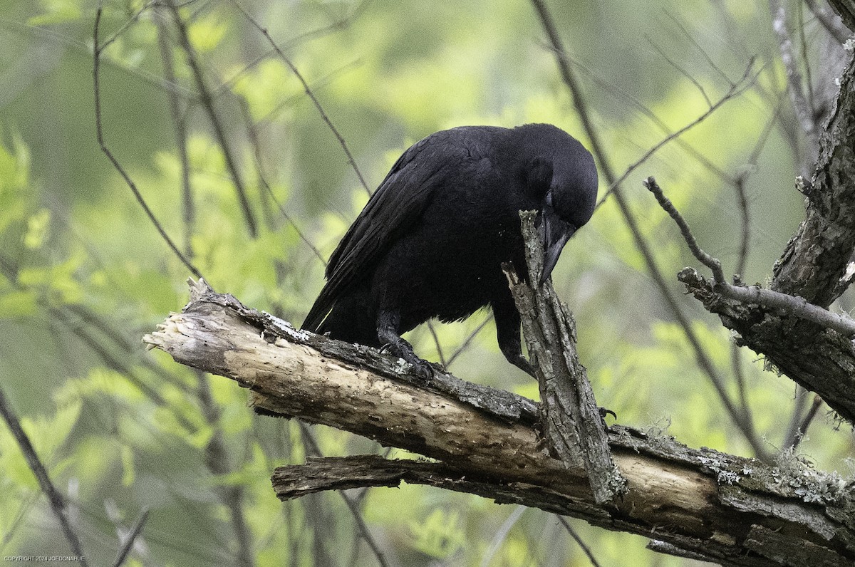 American Crow - ML633601771