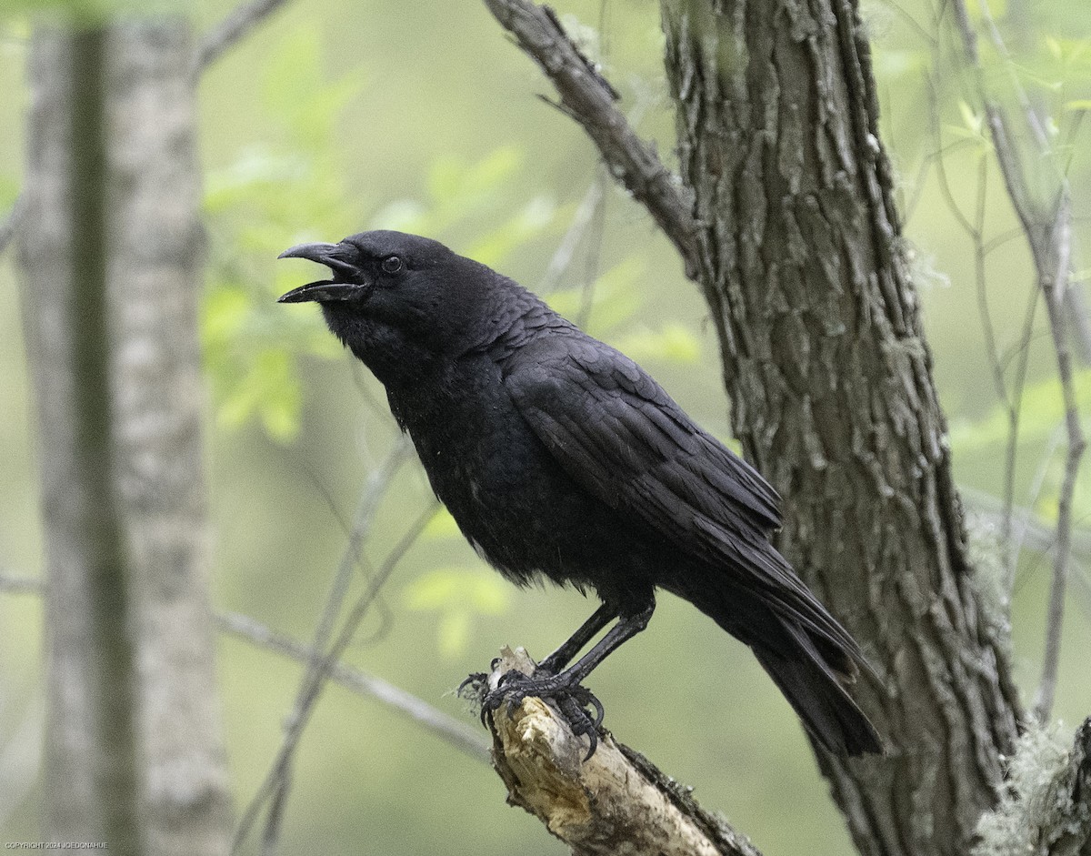 American Crow - ML633601773