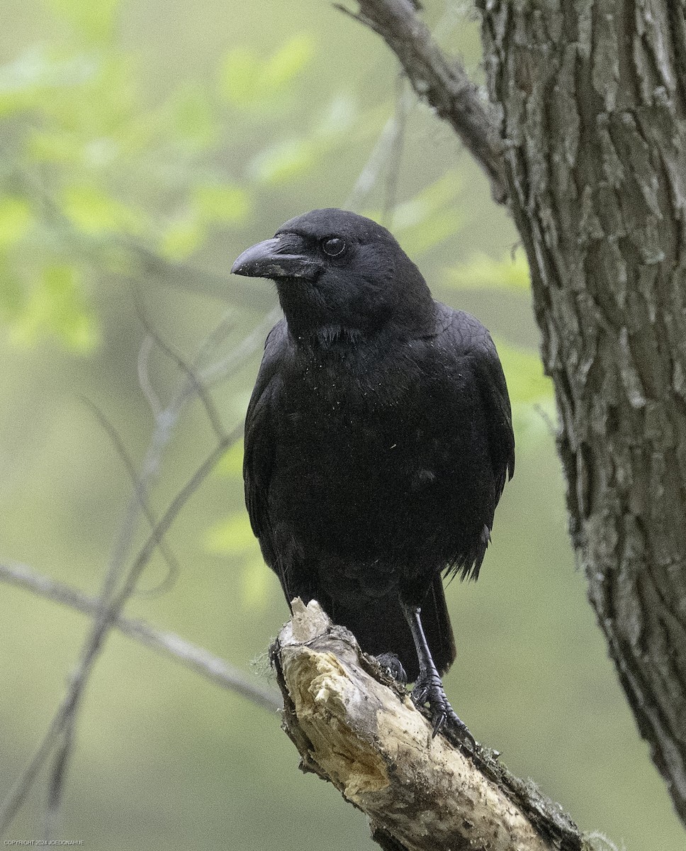 American Crow - ML633601774