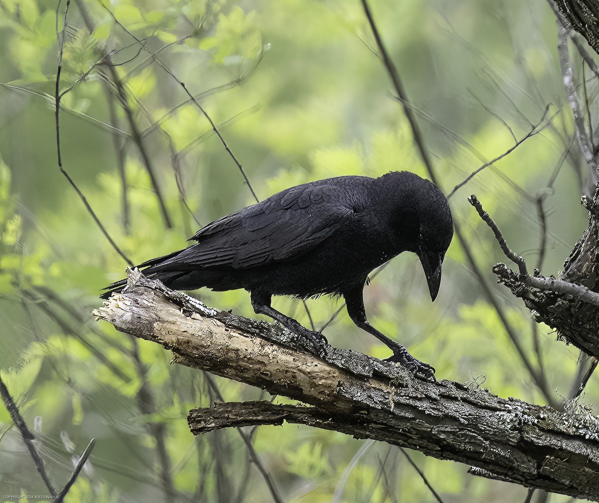 American Crow - ML633601778