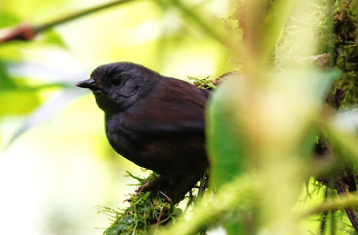 Nariño Tapaculo - ML633601797