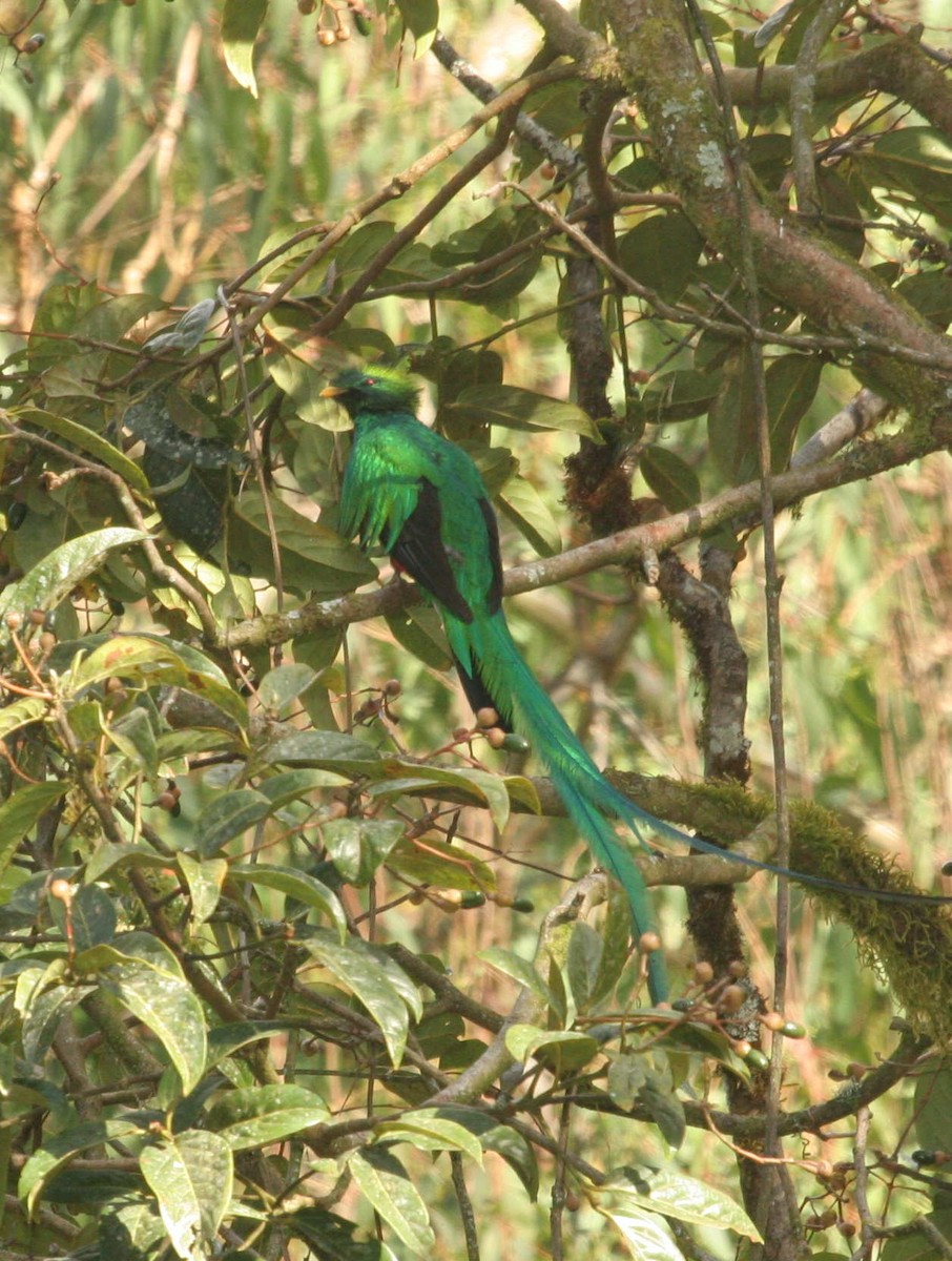Resplendent Quetzal - ML633601887