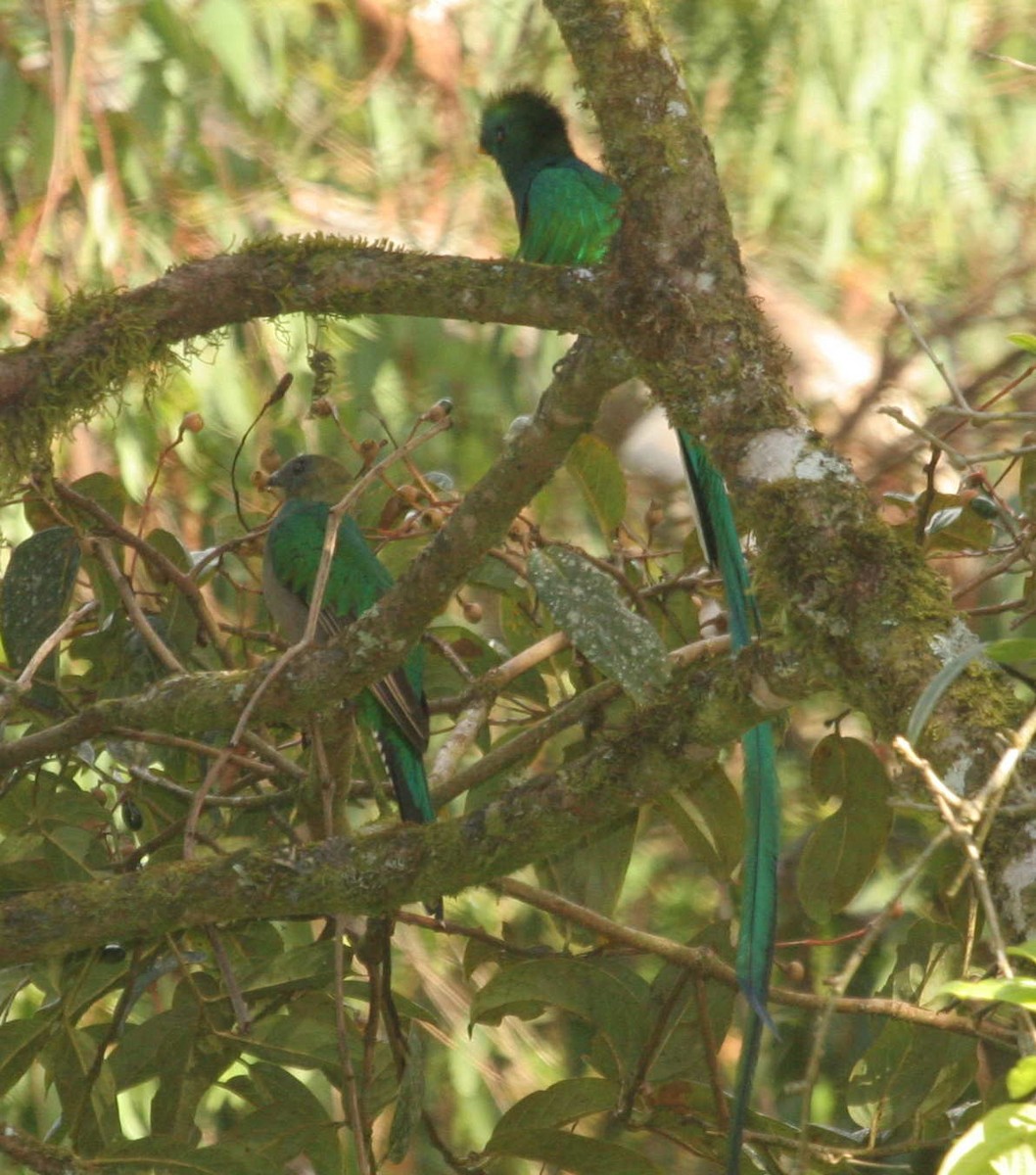 Resplendent Quetzal - ML633601894