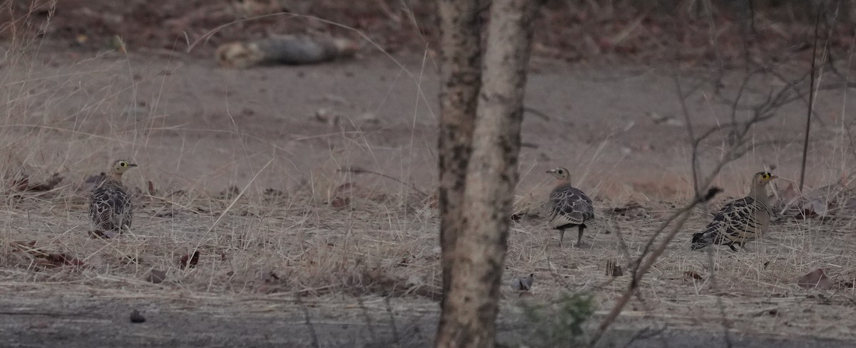 Four-banded Sandgrouse - ML633601983