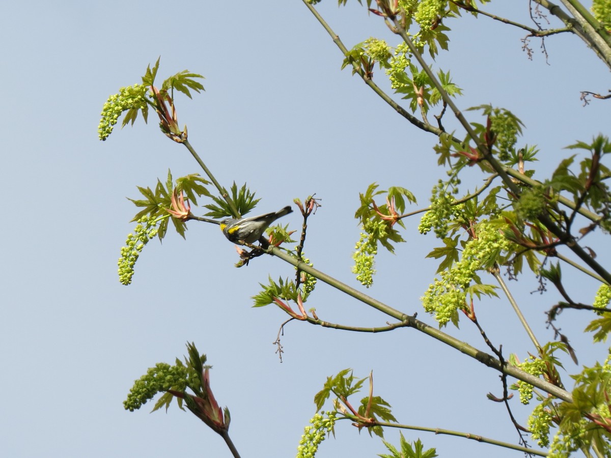 Yellow-rumped Warbler (Audubon's) - ML633602003