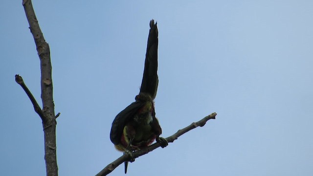 Araçari de Frantzius - ML633602086