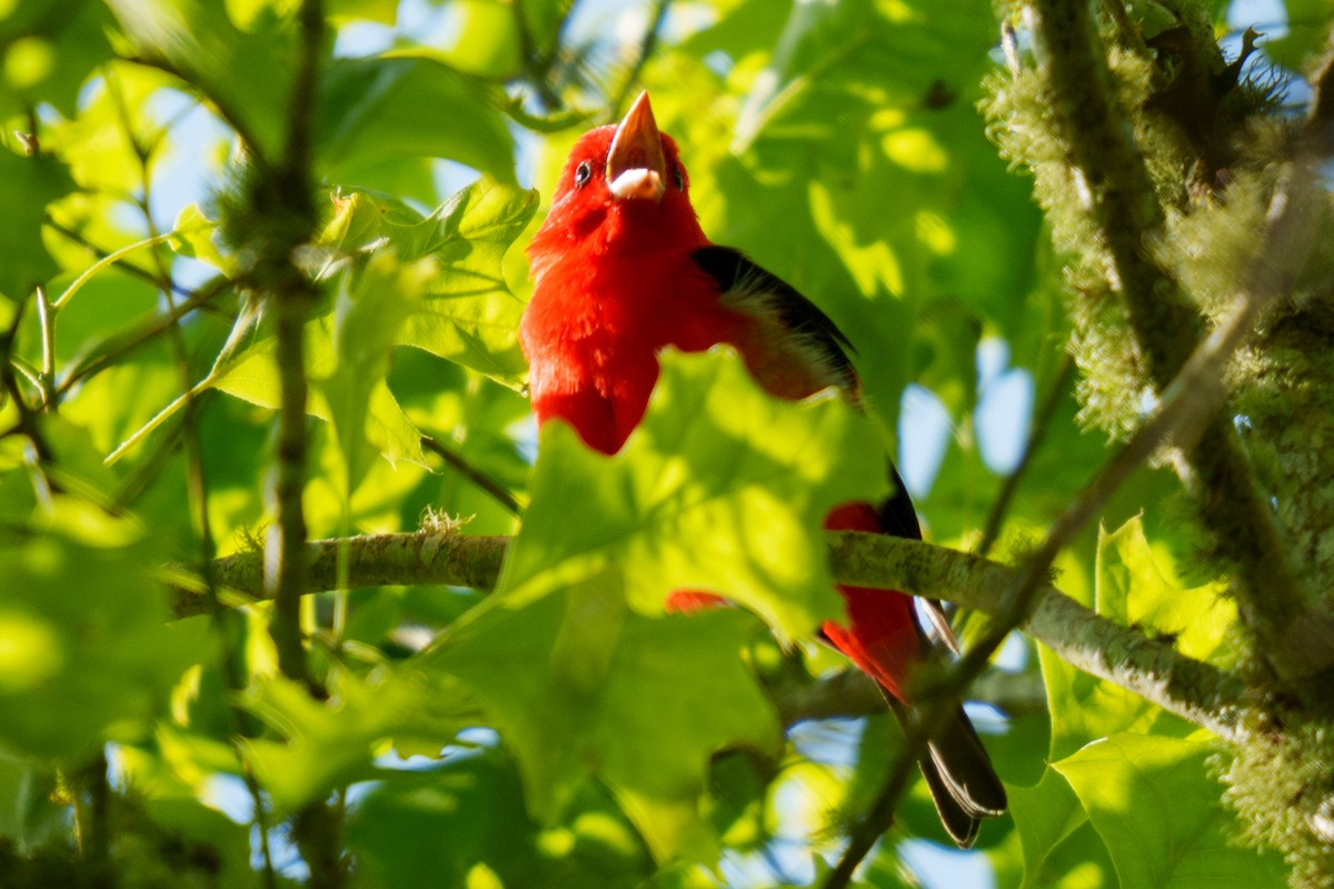 Scarlet Tanager - ML633602120