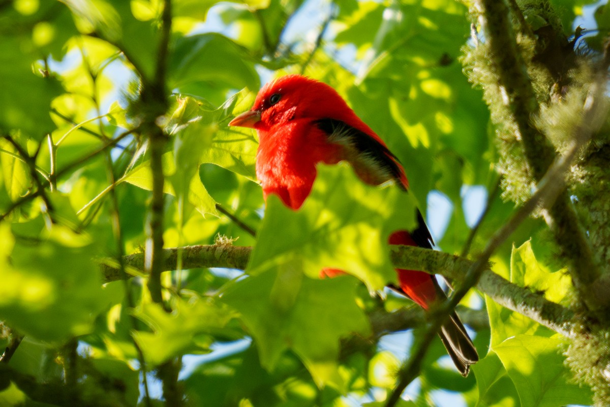Scarlet Tanager - ML633602121