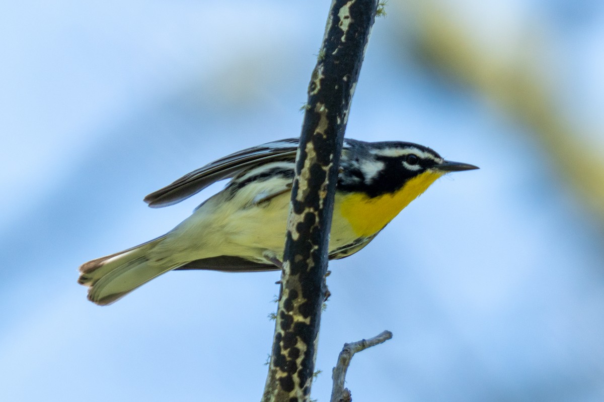 Yellow-throated Warbler - ML633602216