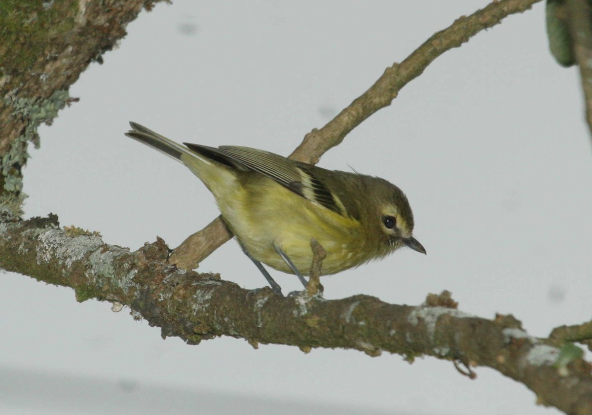 Yellow-winged Vireo - ML633602391