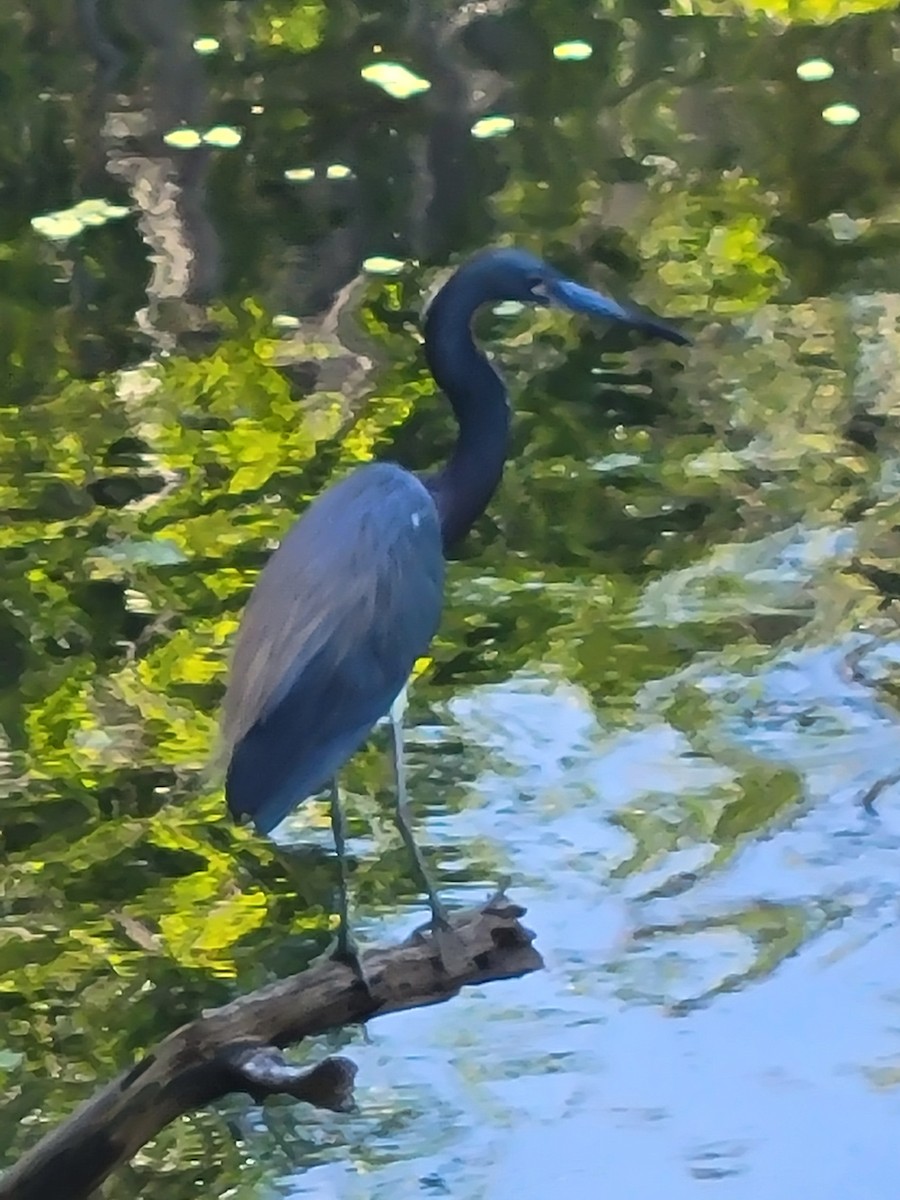 Tricolored Heron - ML633602404