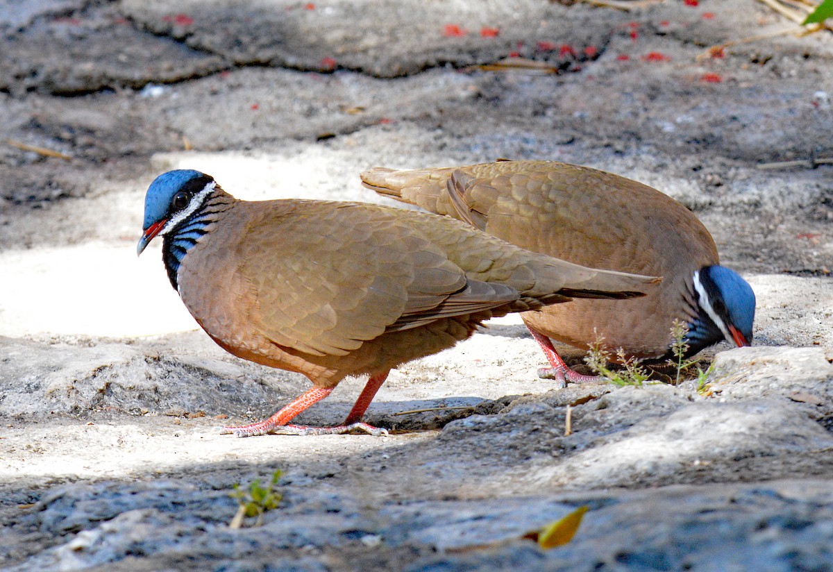 Blue-headed Quail-Dove - ML633602447