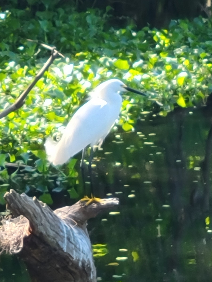Snowy Egret - ML633602453
