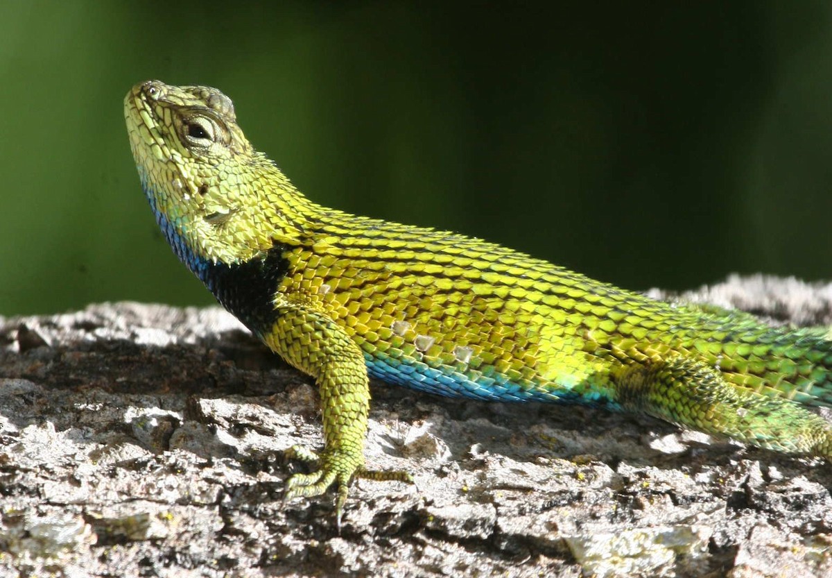 Animals - ML633602520