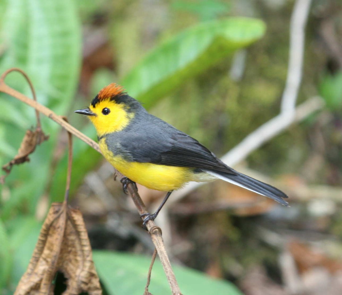 Collared Redstart - ML633602573