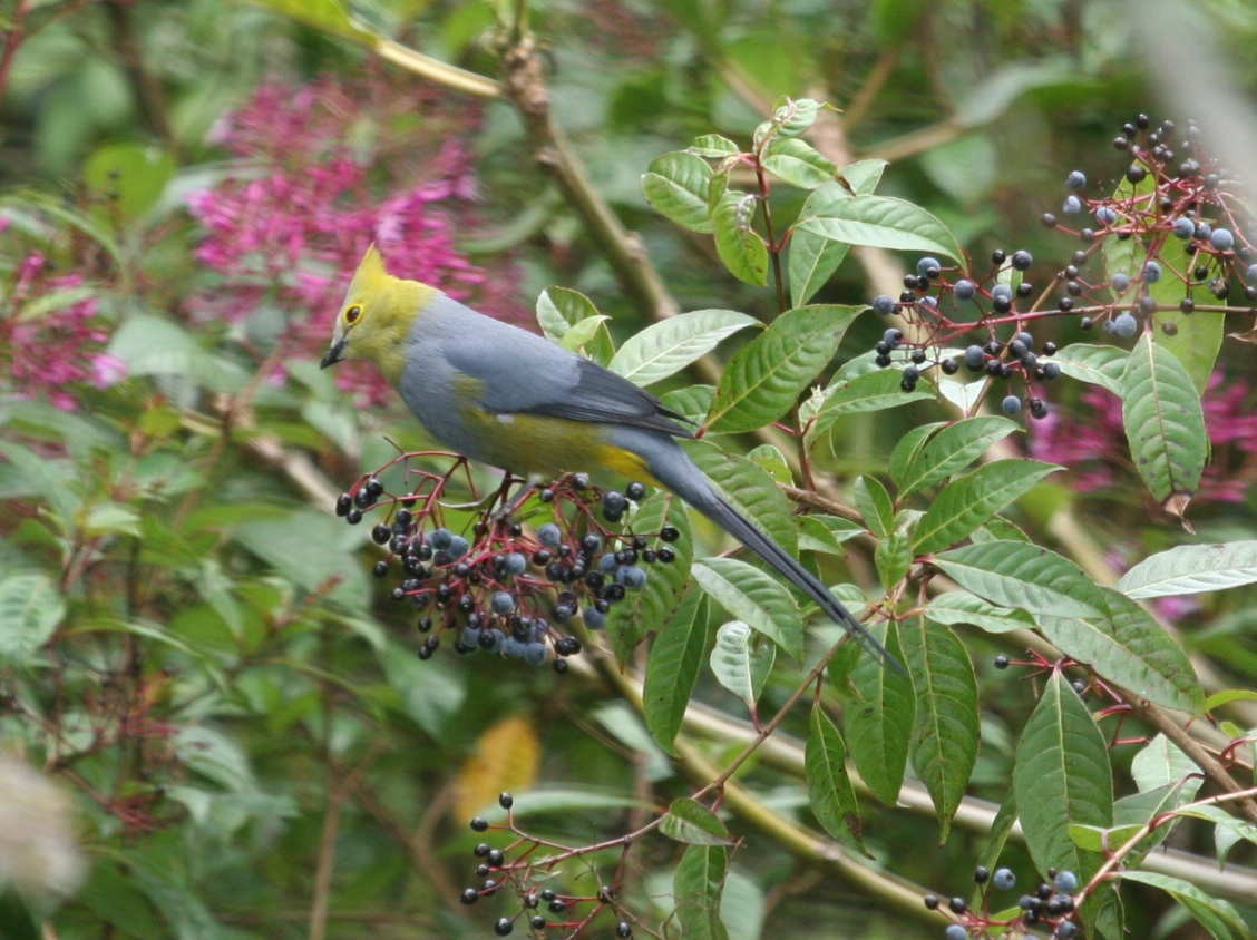 Long-tailed Silky-flycatcher - ML633602590