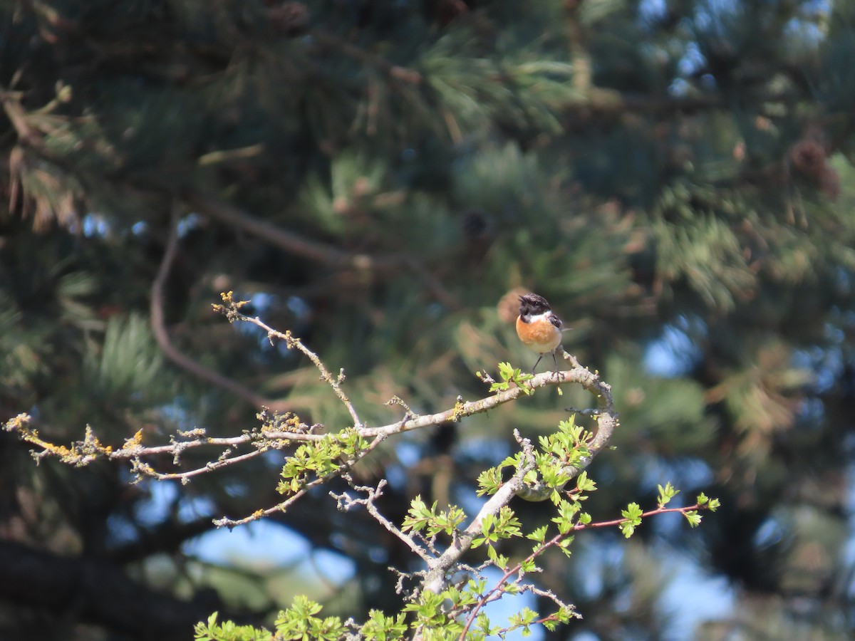 European Stonechat - ML633602598