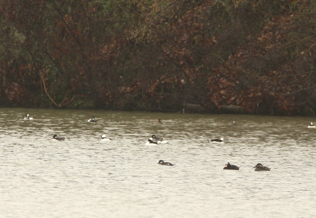 Surf Scoter - ML633602635