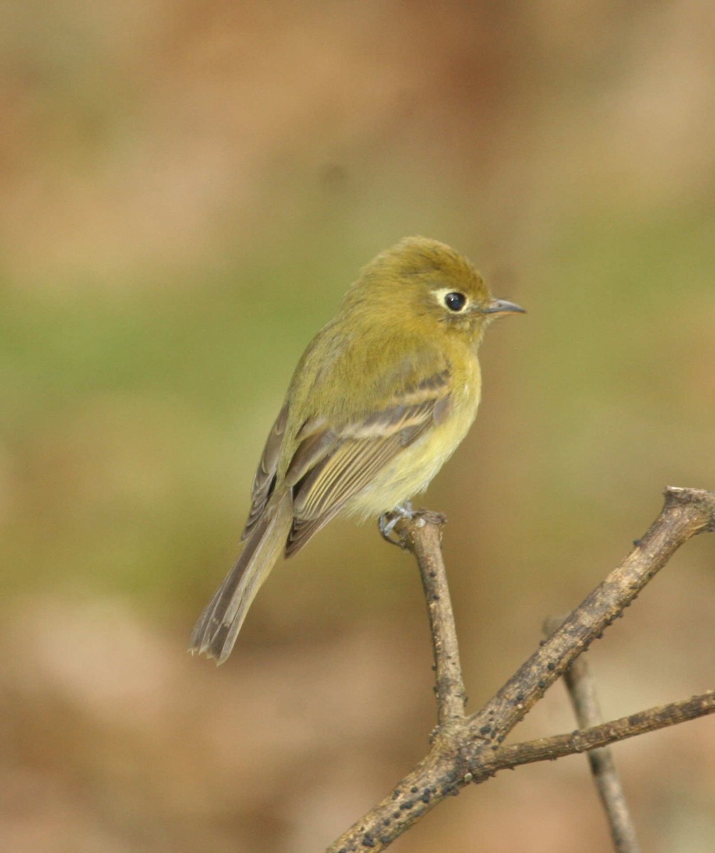 Yellowish Flycatcher - ML633602656