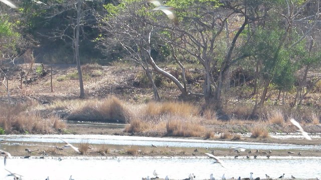 クロハサミアジサシ - ML633602680