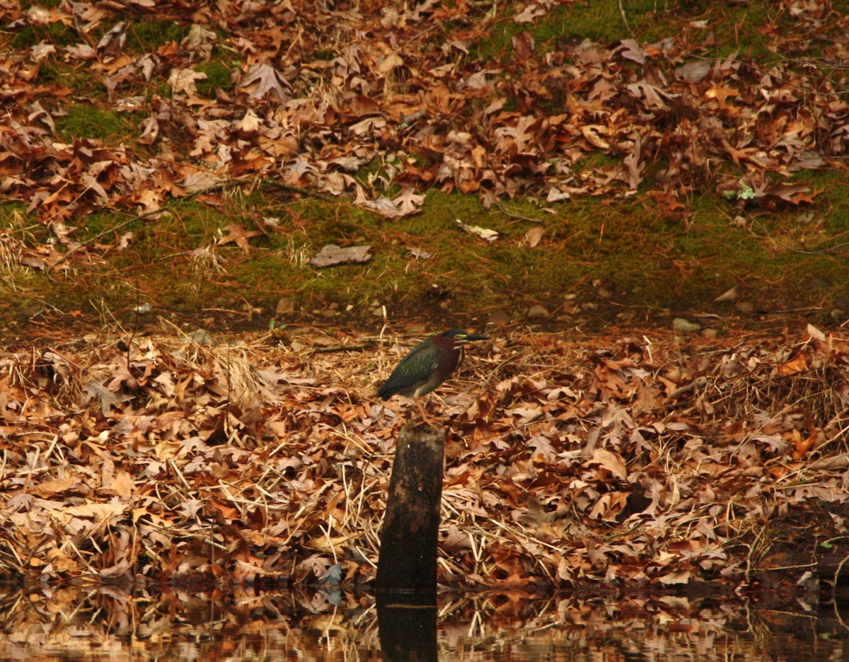 Green Heron - ML633602780