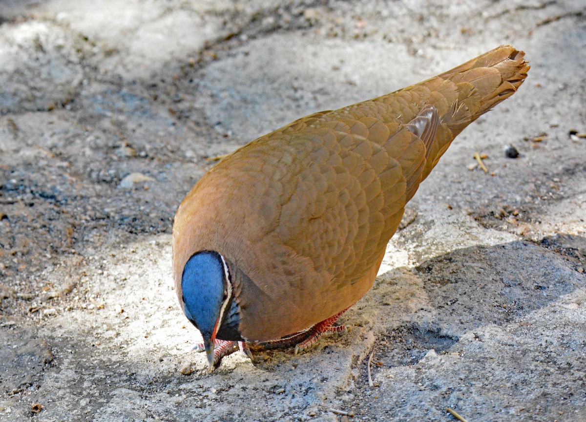 Blue-headed Quail-Dove - ML633602830
