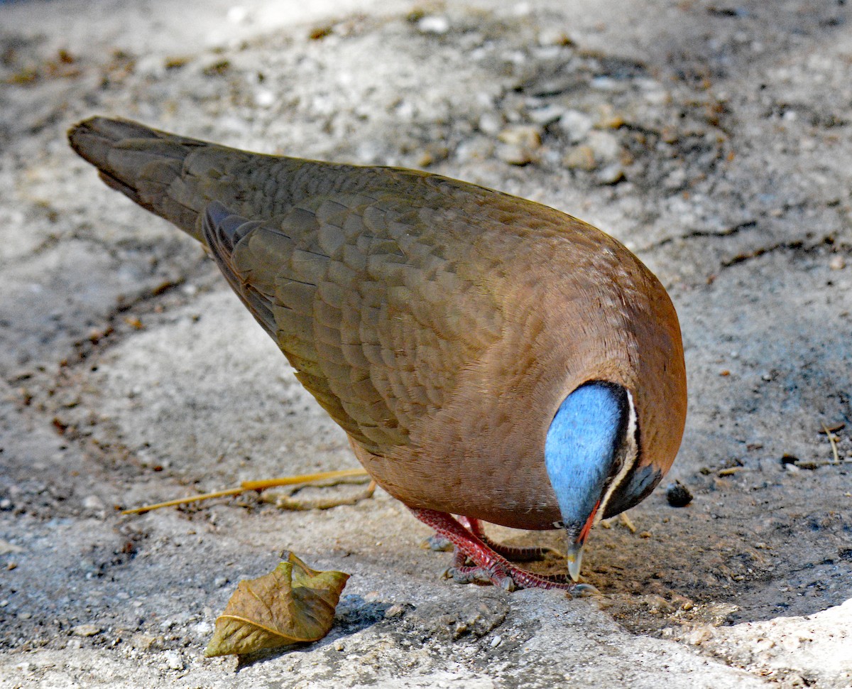 Blue-headed Quail-Dove - ML633602990