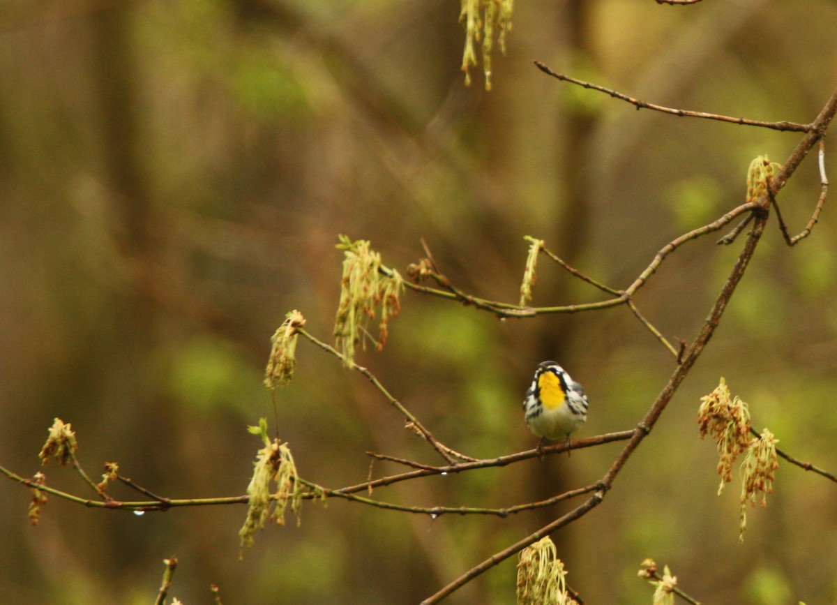 Yellow-throated Warbler - ML633602992