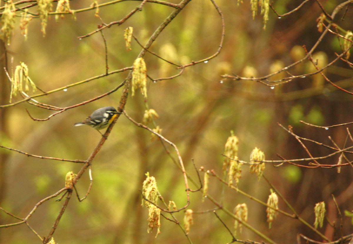 Yellow-throated Warbler - ML633602993